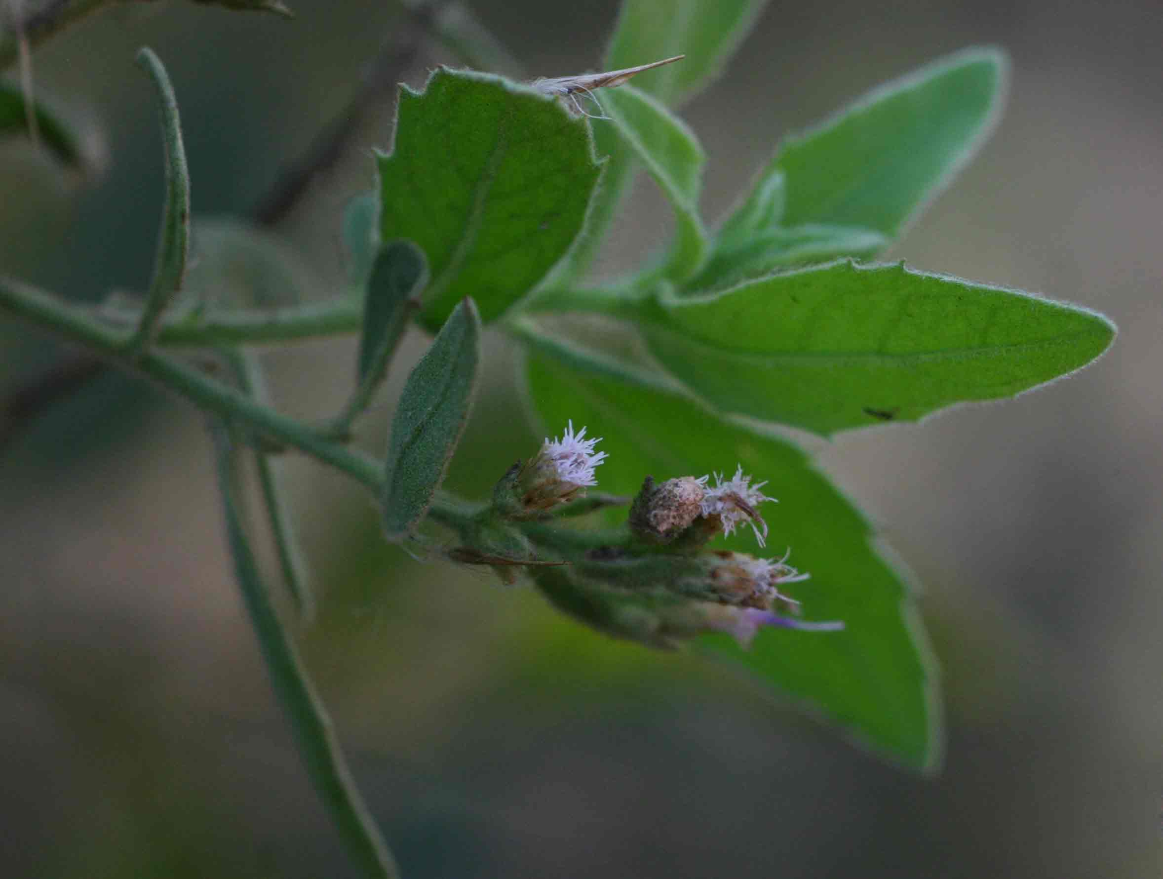 Pluchea dioscoridis