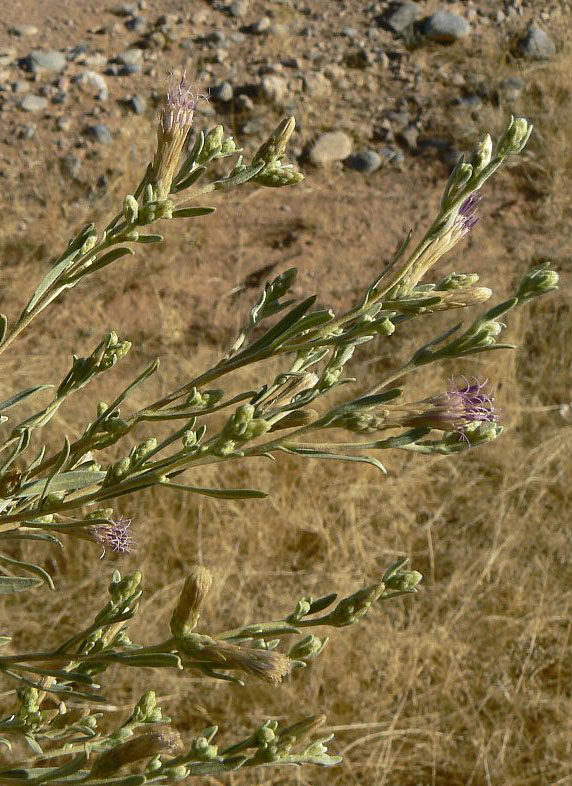 Pechuel-Loeschea leubnitziae Pechuel-Loeschea leubnitziae