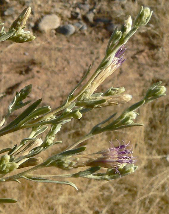 Pechuel-Loeschea leubnitziae Pechuel-Loeschea leubnitziae