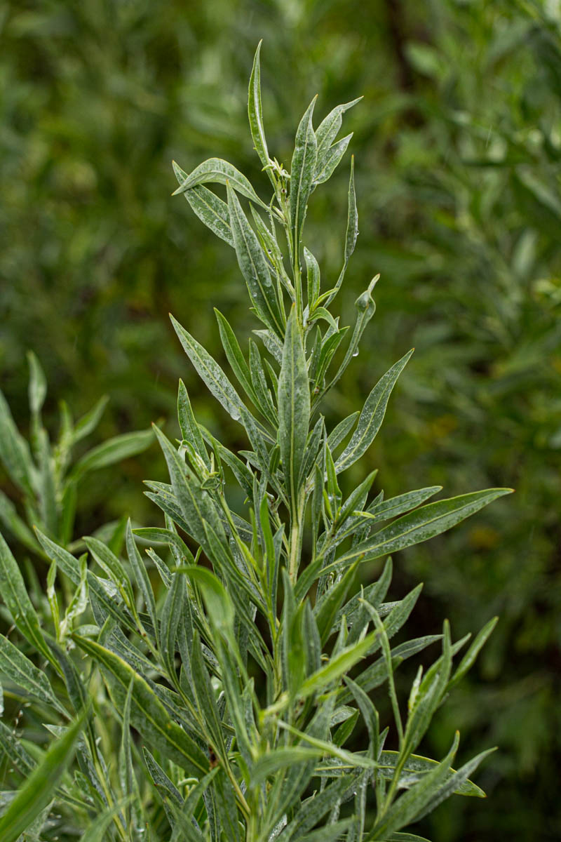 Pechuel-Loeschea leubnitziae Pechuel-Loeschea leubnitziae