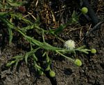 Sphaeranthus flexuosus