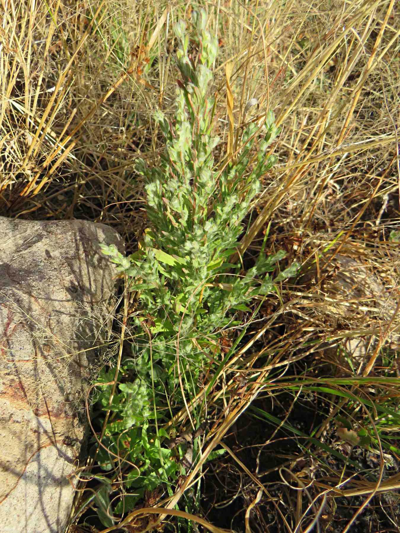 Artemisiopsis villosa Artemisiopsis villosa