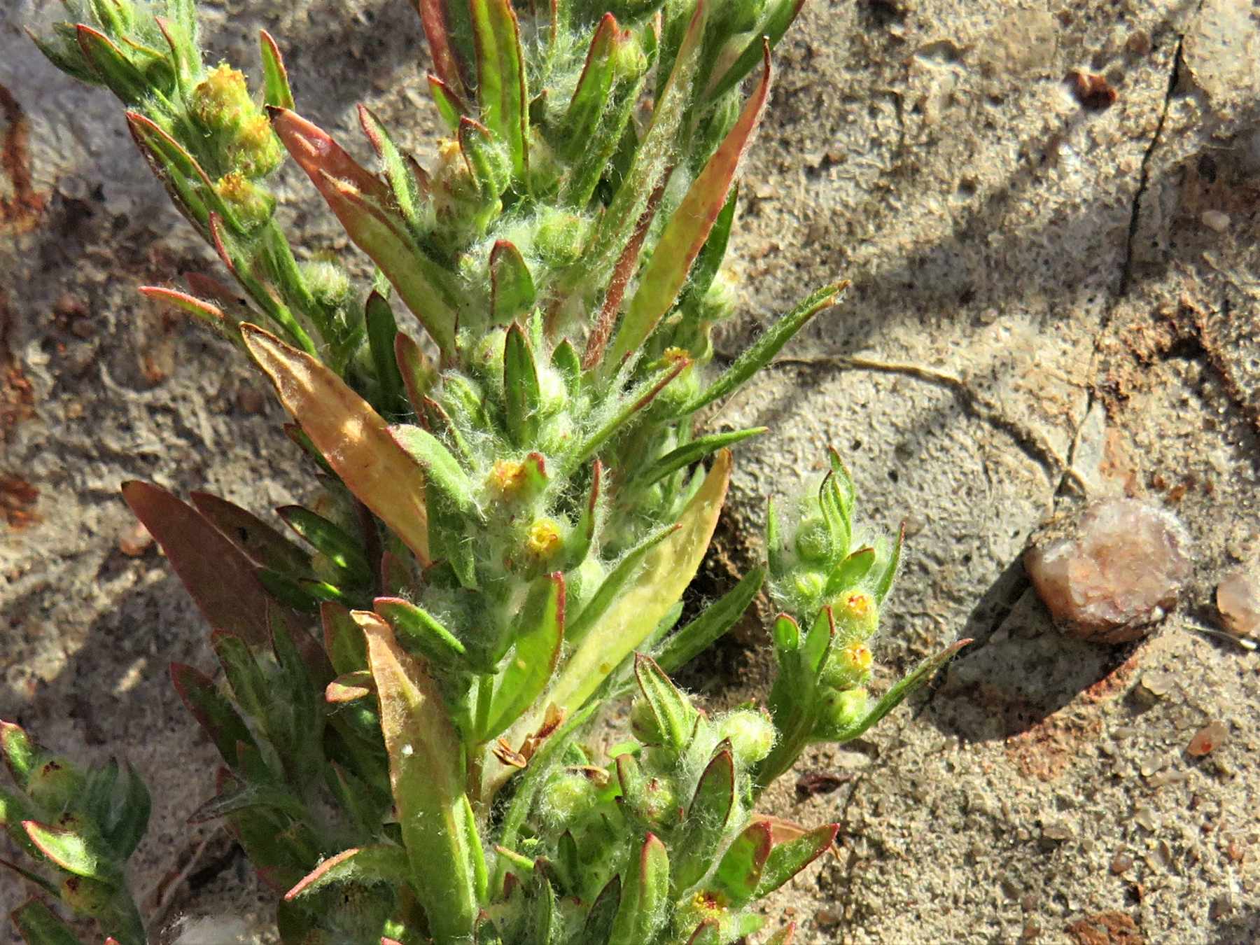 Artemisiopsis villosa