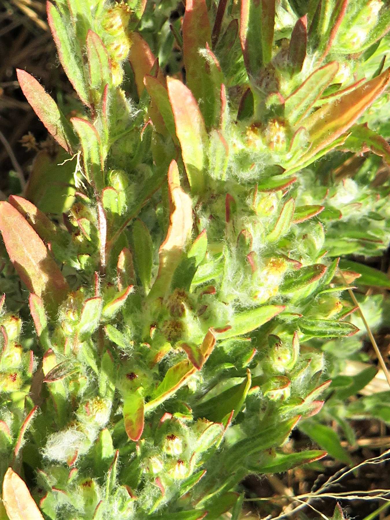 Artemisiopsis villosa Artemisiopsis villosa