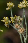 Pseudognaphalium luteo-album