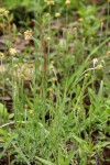Pseudognaphalium luteo-album