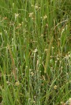 Pseudognaphalium luteo-album