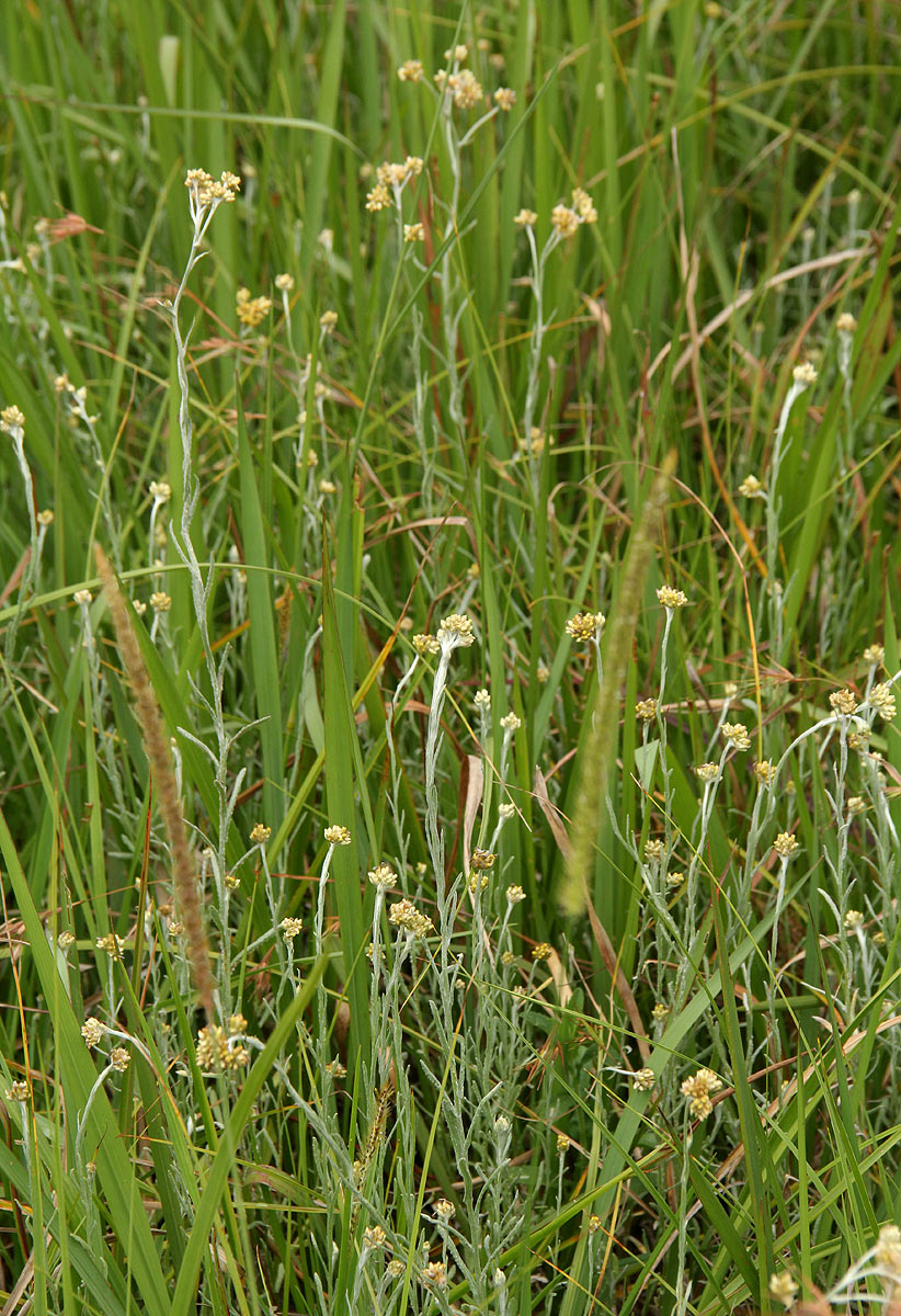 Pseudognaphalium luteo-album Pseudognaphalium luteo-album