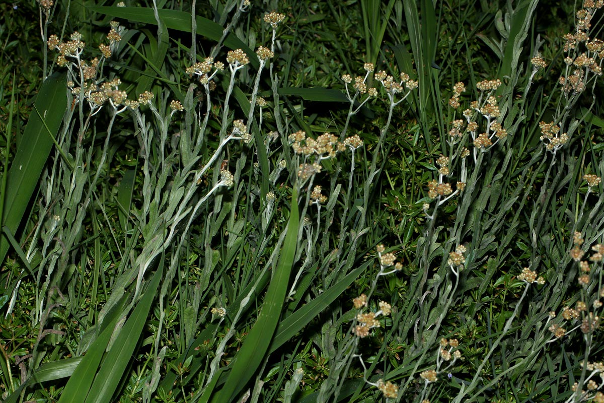 Pseudognaphalium luteo-album Pseudognaphalium luteo-album