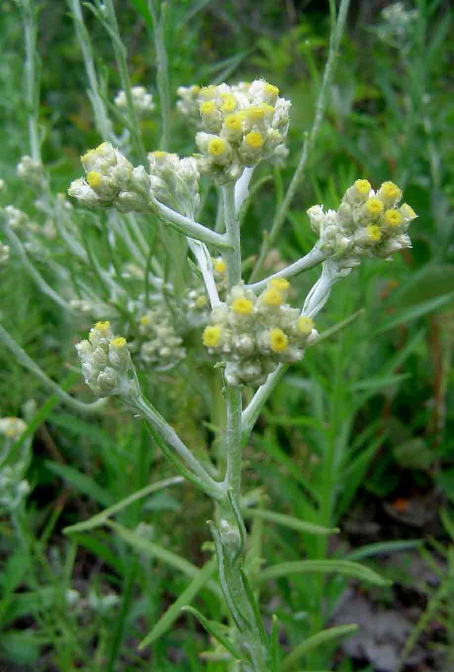 Pseudognaphalium oligandrum Pseudognaphalium oligandrum