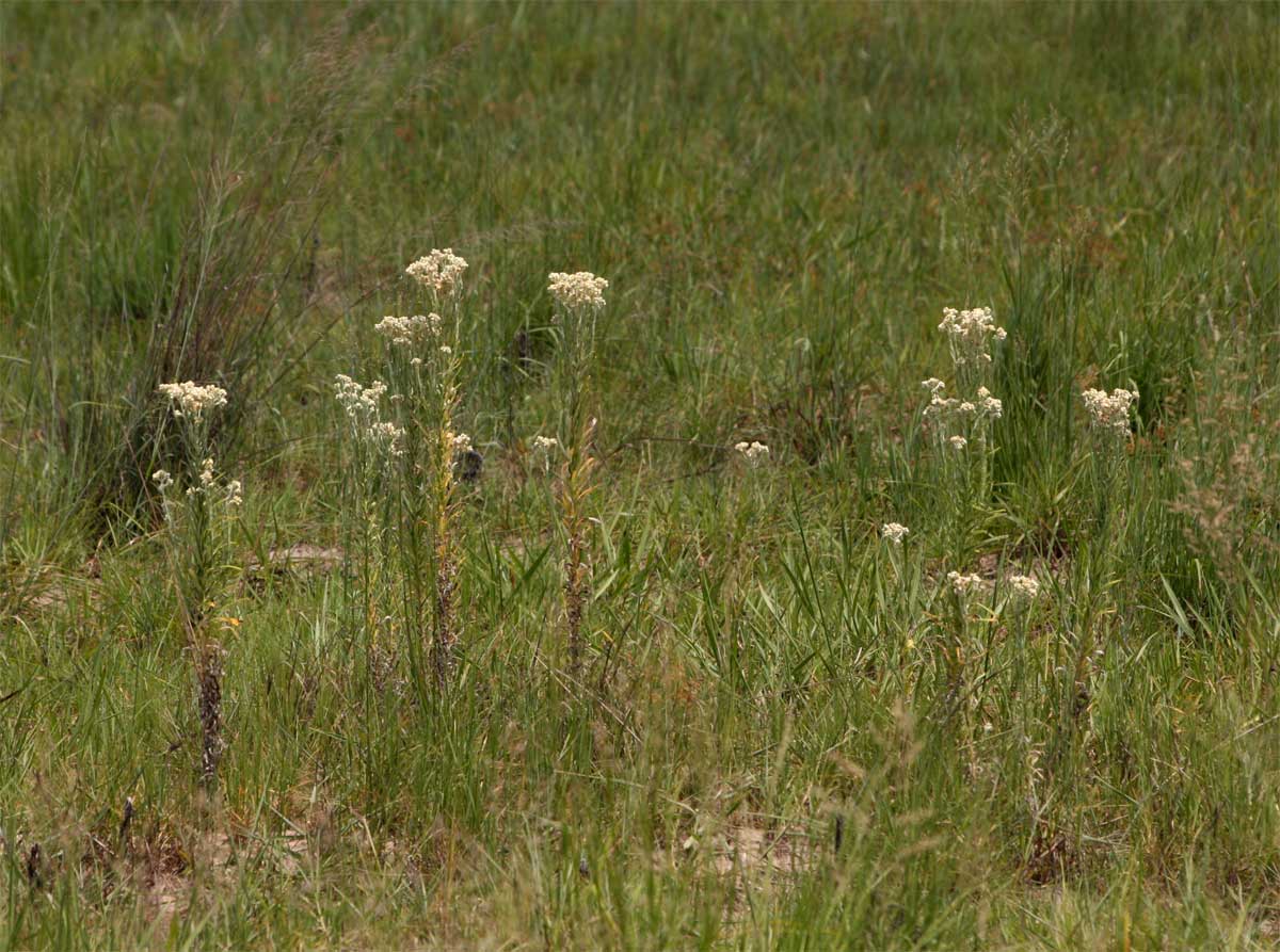 Pseudognaphalium oligandrum Pseudognaphalium oligandrum