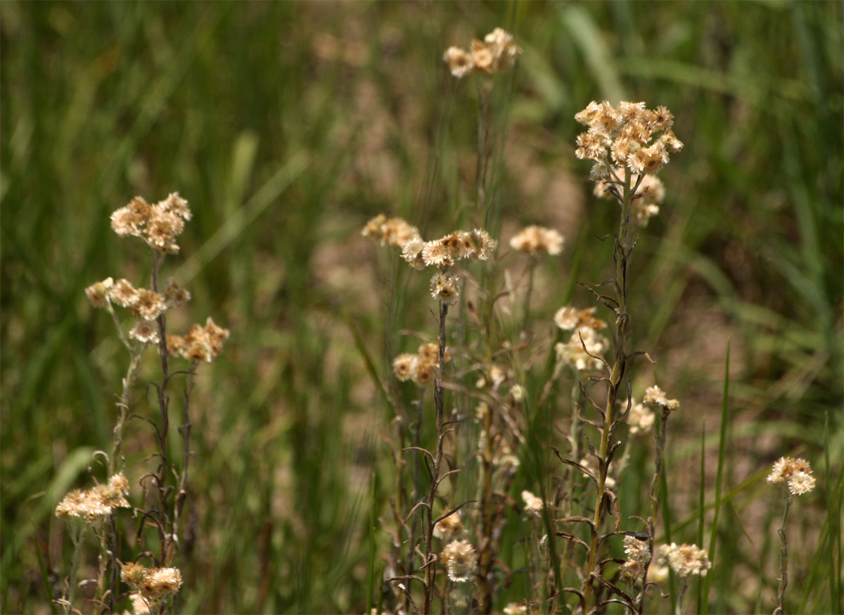 Pseudognaphalium oligandrum Pseudognaphalium oligandrum
