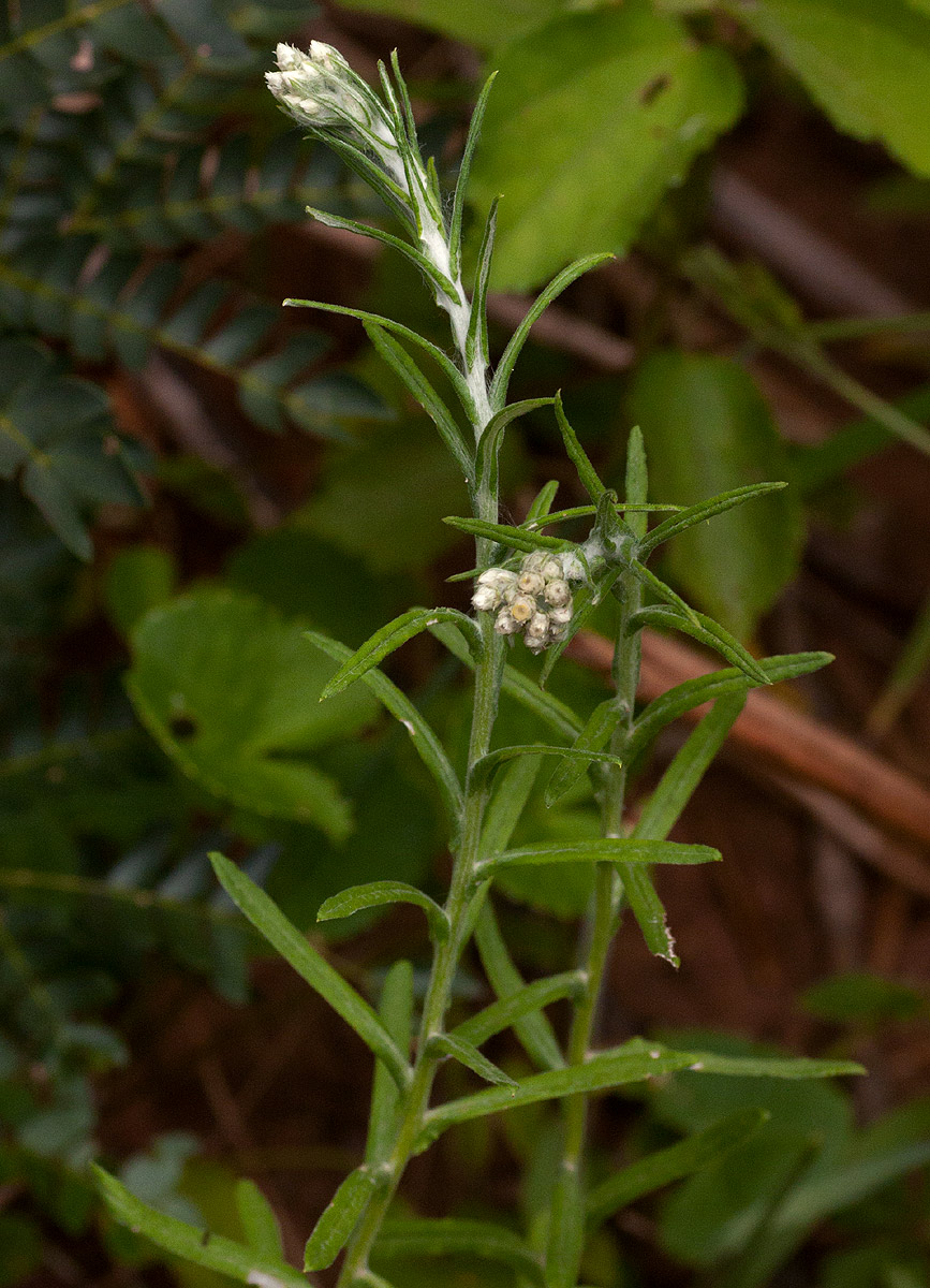 Pseudognaphalium oligandrum Pseudognaphalium oligandrum