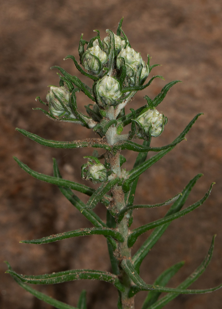 Pseudognaphalium oligandrum Pseudognaphalium oligandrum