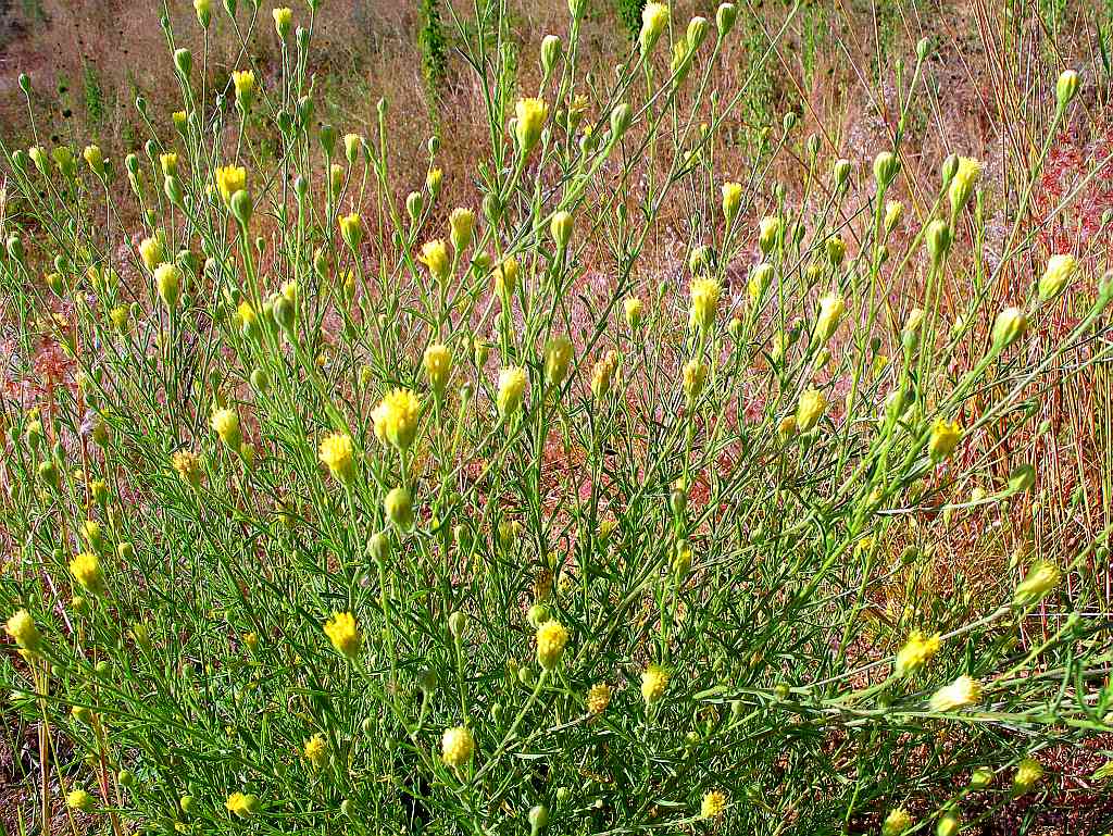 Pegolettia senegalensis Pegolettia senegalensis