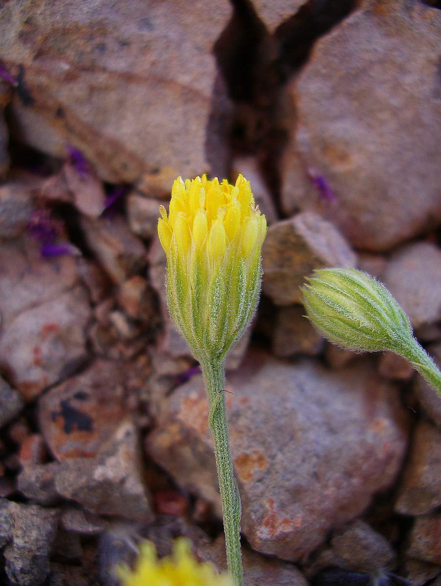 Pegolettia senegalensis Pegolettia senegalensis