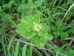 Acanthospermum australe