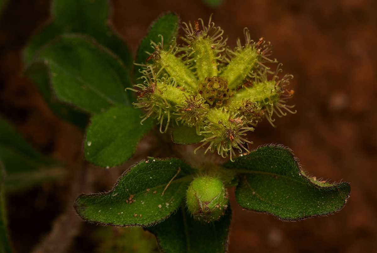 Acanthospermum australe