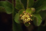 Acanthospermum australe