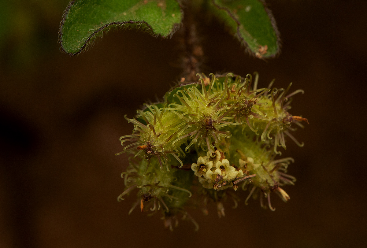 Acanthospermum australe