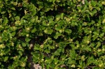 Acanthospermum australe