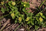 Acanthospermum australe
