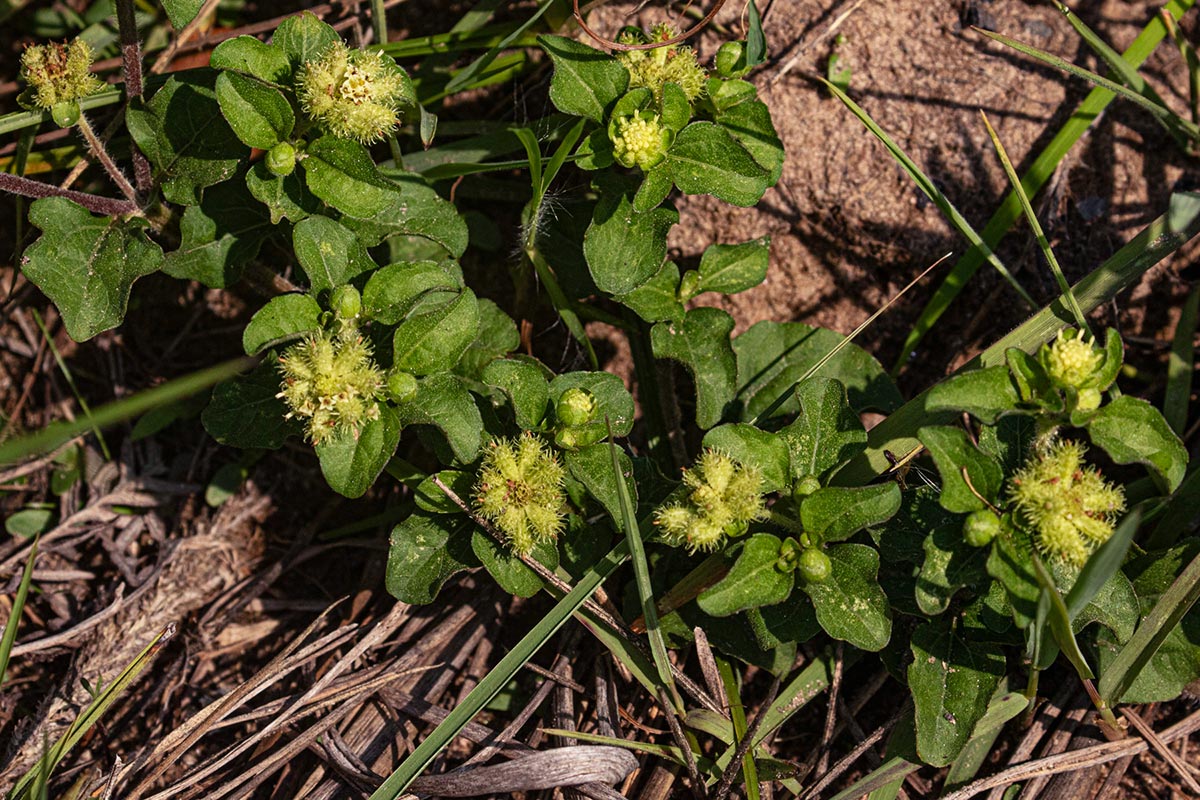Acanthospermum australe Acanthospermum australe
