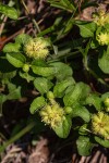 Acanthospermum australe