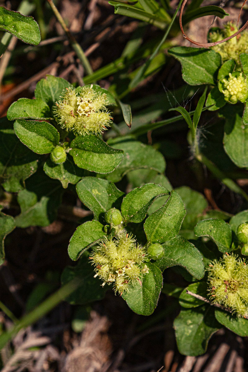 Acanthospermum australe Acanthospermum australe