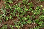 Acanthospermum australe
