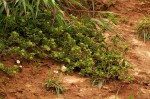 Acanthospermum australe