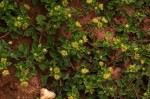 Acanthospermum australe