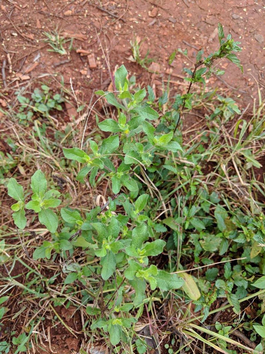 Acanthospermum hispidum