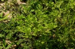 Acanthospermum hispidum
