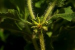 Acanthospermum hispidum