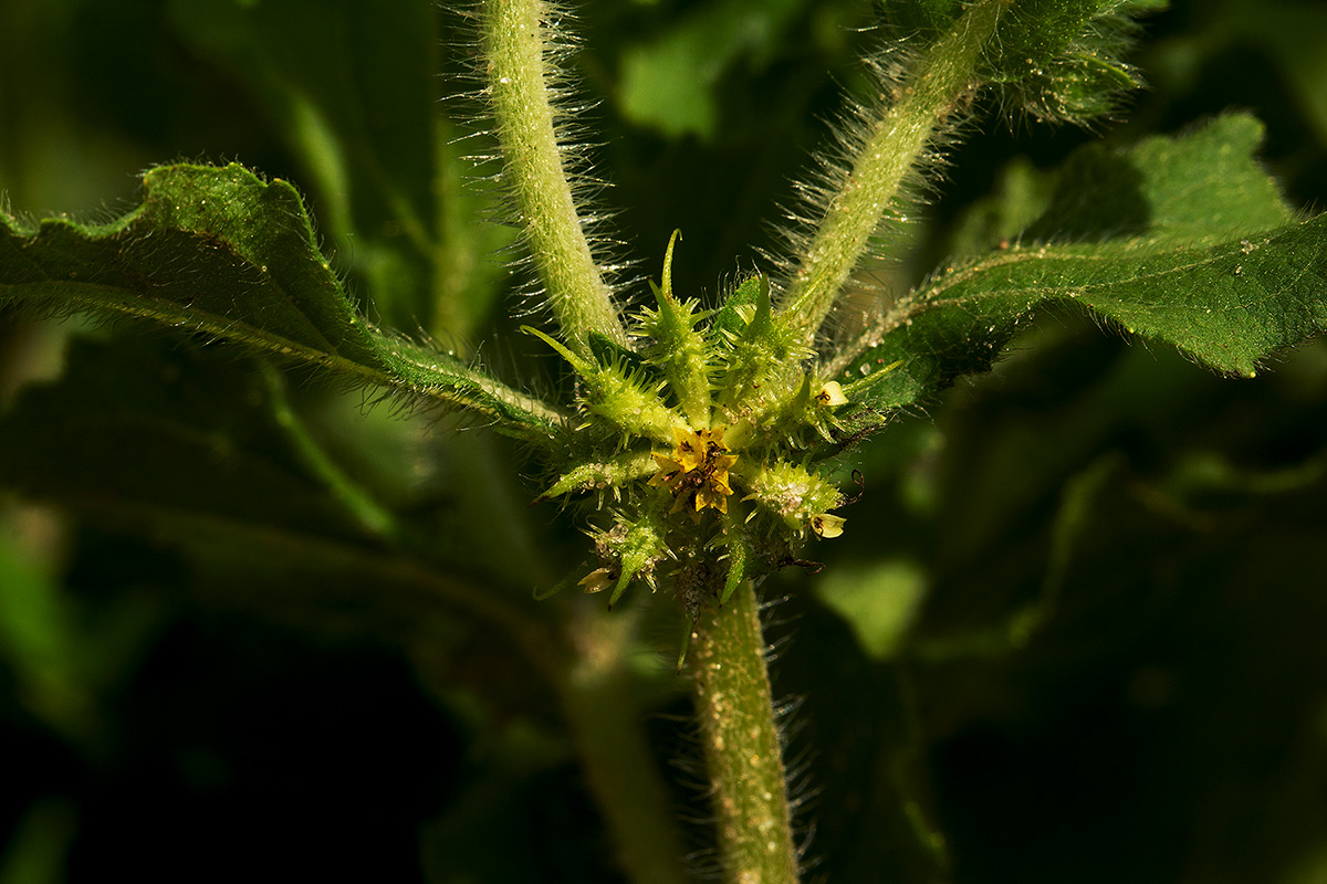 Acanthospermum hispidum Acanthospermum hispidum