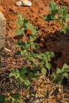 Acanthospermum hispidum