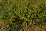 Acanthospermum hispidum