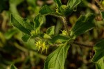 Acanthospermum hispidum