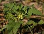 Acanthospermum hispidum