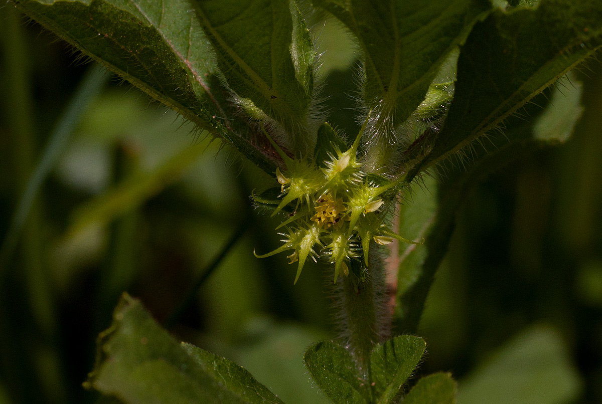 Acanthospermum hispidum