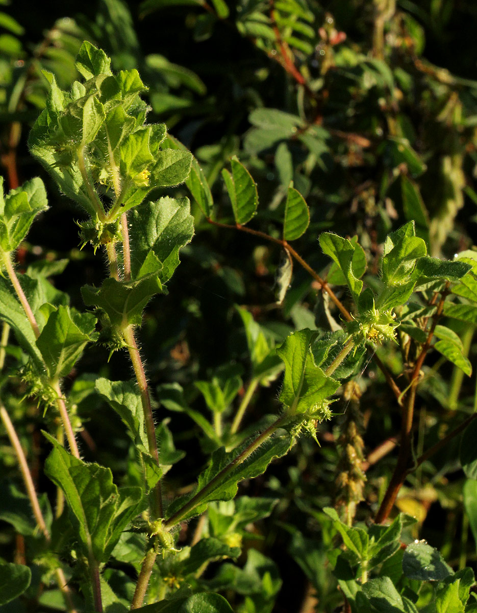 Acanthospermum hispidum