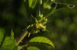 Acanthospermum hispidum