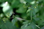Sigesbeckia orientalis