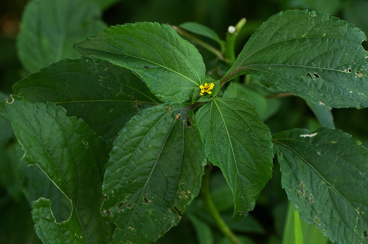 Sclerocarpus africanus Sclerocarpus africanus