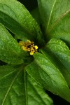 Sclerocarpus africanus