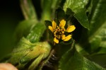Sclerocarpus africanus