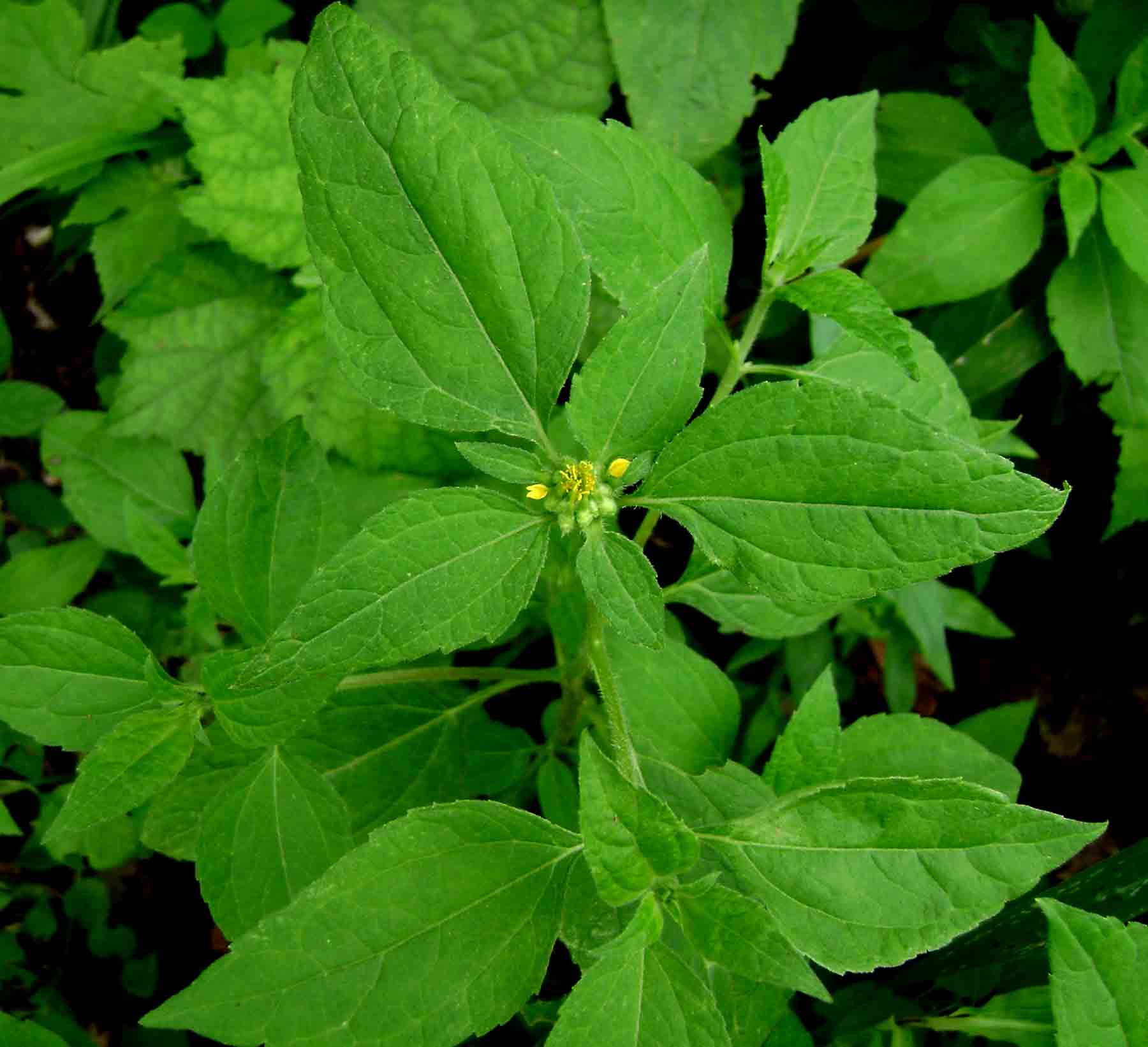 Sclerocarpus africanus Sclerocarpus africanus