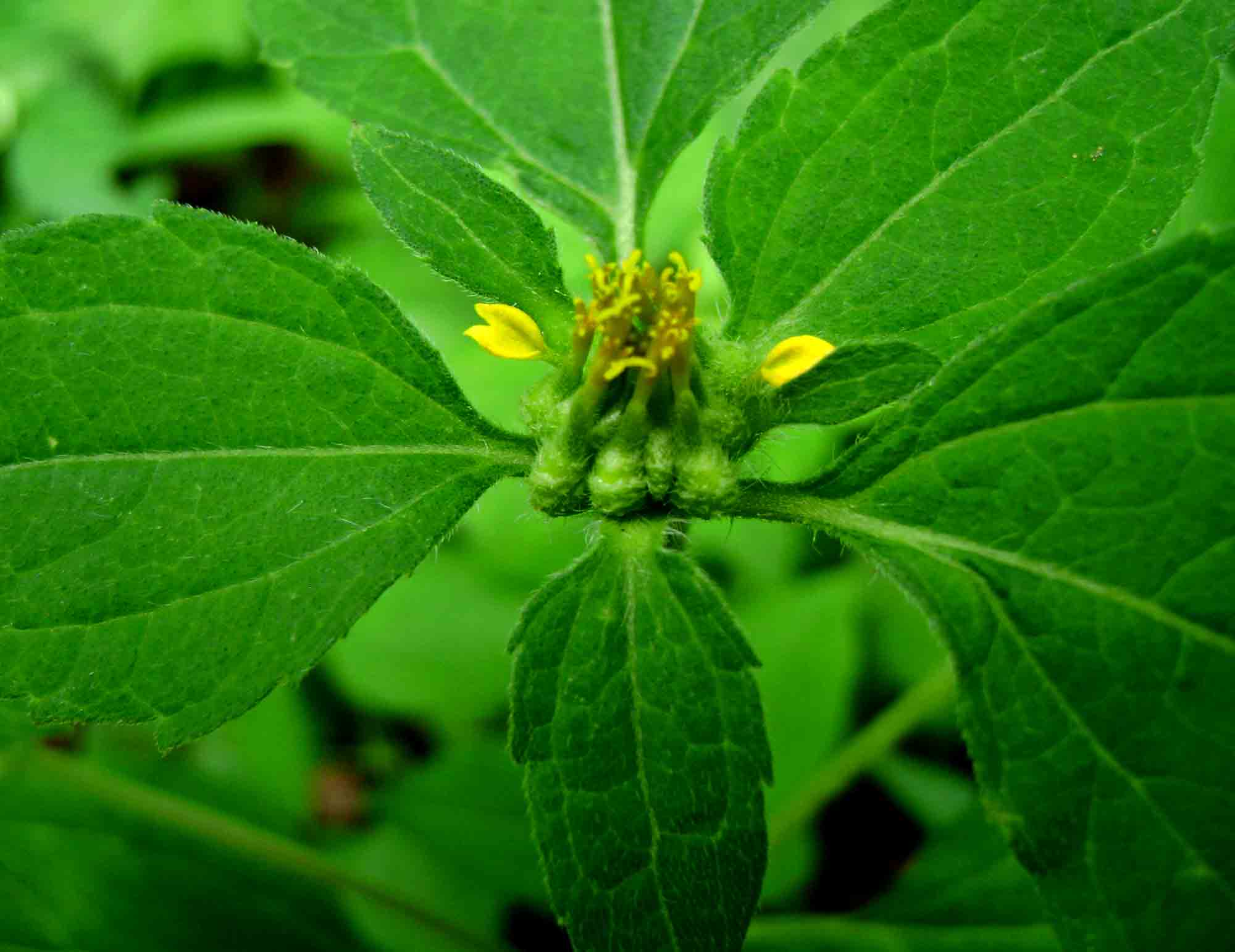 Sclerocarpus africanus Sclerocarpus africanus