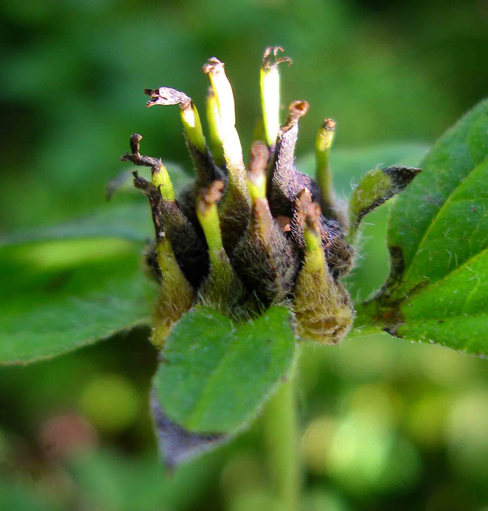Sclerocarpus africanus Sclerocarpus africanus